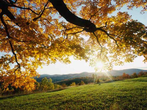 Autumn Leaves in the Lake District