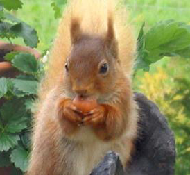 Red Squirrel