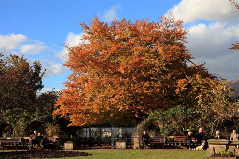A beautiful tree in full Autumn colours