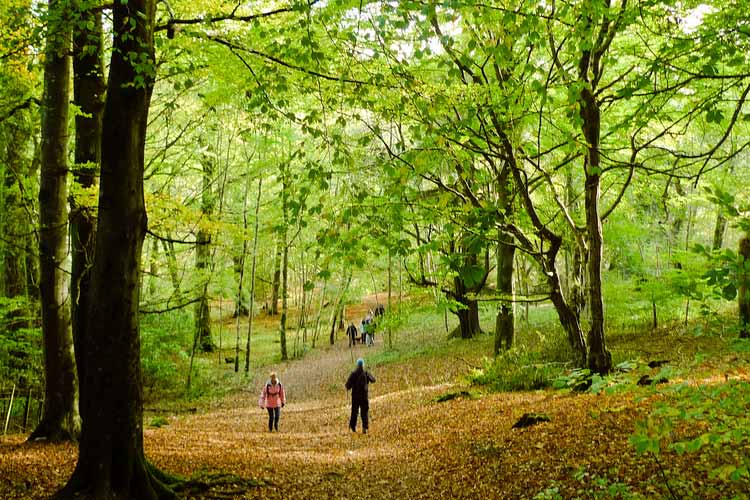 Take a walk in the Woods around Keswick